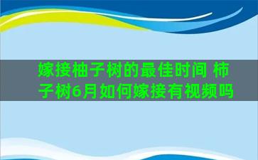 嫁接柚子树的最佳时间 柿子树6月如何嫁接有视频吗